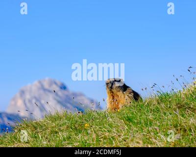 Marmotte alpine (Marmota marmota) en habitat naturel, Seceda, Dolomites, Tyrol du Sud, Italie Banque D'Images