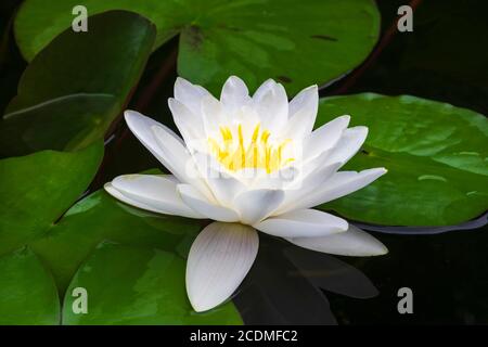 Nénuphars blancs européens (Nymphaea alba) Bade-Wurtemberg, Allemagne Banque D'Images