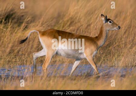 Lechwe (Kobus leche femme Botswana, Little Kwara) Banque D'Images