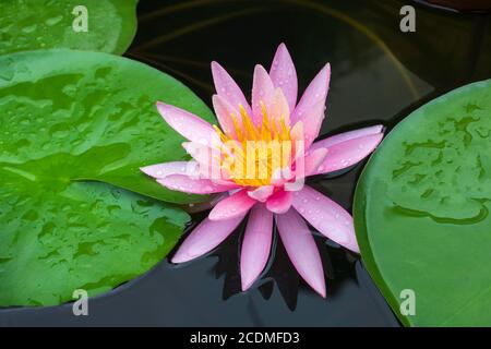 Nénuphars roses (Nymphaea), variété American European Starling, Bade-Wurtemberg, Allemagne Banque D'Images