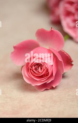Rose fleur sur fond clair, Allemagne Banque D'Images