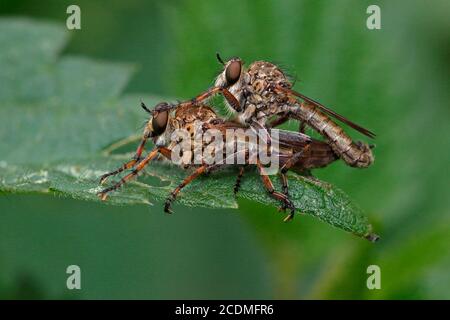 Mouches à mouches (Asilidae), accouplement, Schleswig-Holstein, Allemagne Banque D'Images