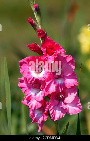 Gladiolus à fleurs roses (Gladiolus x hortulanus), gladiolus de jardin, inflorescence, Schleswig-Holstein, Allemagne Banque D'Images