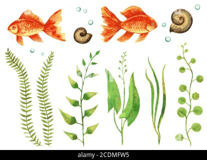 Ensemble aquarelle de poissons d'or d'aquarium, de plantes, d'escargots et de bulles. Banque D'Images