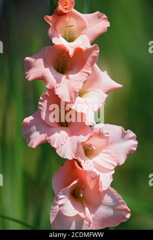 Gladiolus à fleurs roses (Gladiolus x hortulanus), gladiolus de jardin, inflorescence, Schleswig-Holstein, Allemagne Banque D'Images