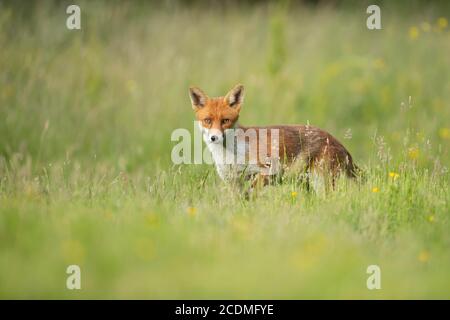 Renard roux (Vulpes vulpes) adulte dans un pré d'été, Essex, Angleterre, Royaume-Uni Banque D'Images