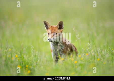 Renard roux (Vulpes vulpes) jeune adulte debout dans un pré d'été, Essex, Angleterre, Royaume-Uni Banque D'Images