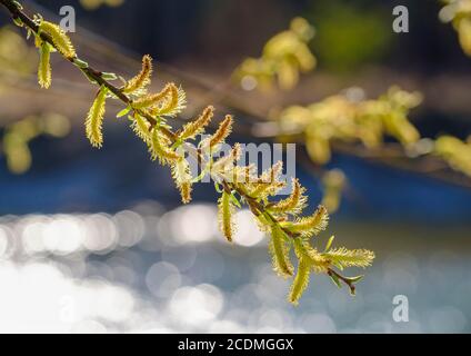 Saule chat du saule blanc (Salix alba), Isarauen près de Geretsried, haute-Bavière, Bavière, Allemagne Banque D'Images