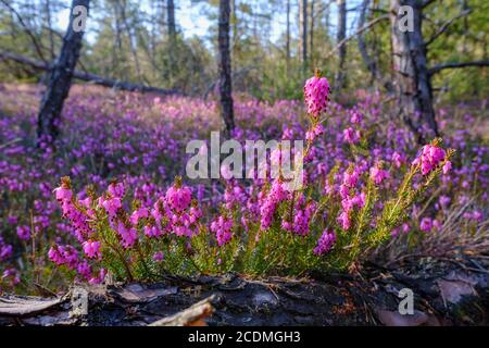 Floraison Heath d'hiver (Erica carnea), Isarauen près de Geretsried, haute-Bavière, Bavière, Allemagne Banque D'Images