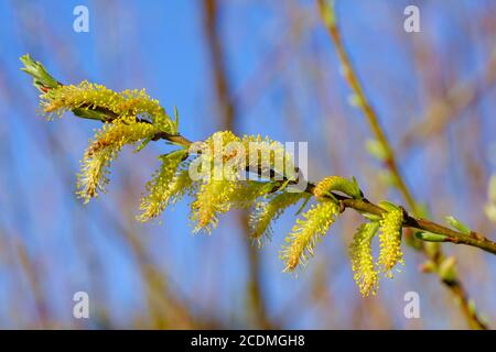 Saule chat du saule blanc (Salix alba), Isarauen près de Geretsried, haute-Bavière, Bavière, Allemagne Banque D'Images