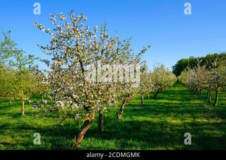 Plantation de pommes à fleurs (Malus domestica), près de Breitbrunn près de Herrsching, Fuenfseenland, haute-Bavière, Bavière, Allemagne Banque D'Images