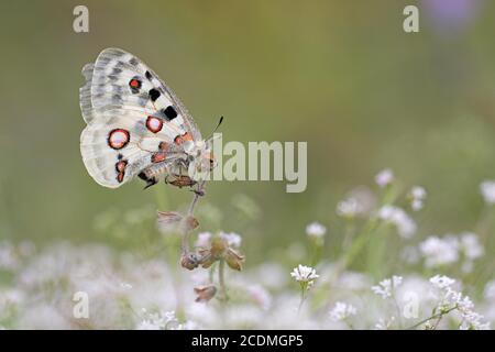 Apollo (parnassius apollo) assis sur une fleur blanche, Bavière, Allemagne Banque D'Images