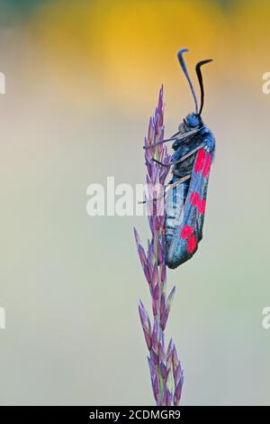 burnett (Zygaena filipendulae) à six endroits assis sur une oreille d'herbe en lumière chaude, Istria, Croatie Banque D'Images