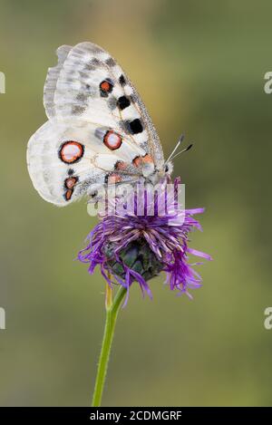 Apollo (parnassius apollo) assis sur une fleur en flocons, Bavière, Allemagne Banque D'Images