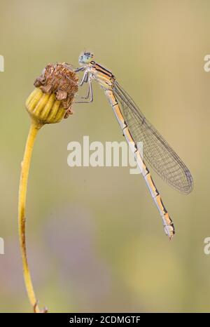 Mouche à damsellove (Zygoptera) assise sur une plante flétrie dans une lumière chaude, Bavière, Allemagne Banque D'Images