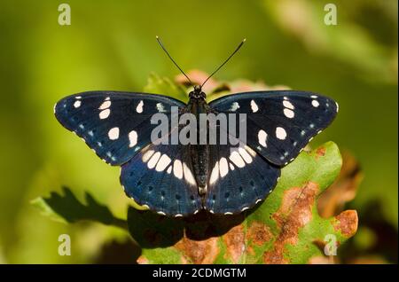 Amiral blanc du sud (Limenitis reducta) assis avec des ailes ouvertes sur une feuille, Istrie, Croatie Banque D'Images