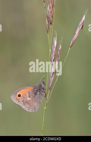 Petite lande (Coenonympha pamphilus) assise sur une lame d'herbe, Istria, Croatie Banque D'Images