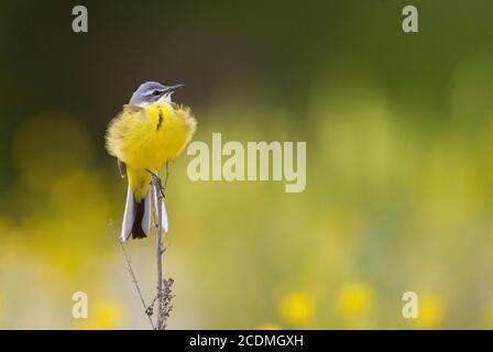 Queue jaune (Motacilla flava) assise sur une branche, Bavière, Allemagne Banque D'Images