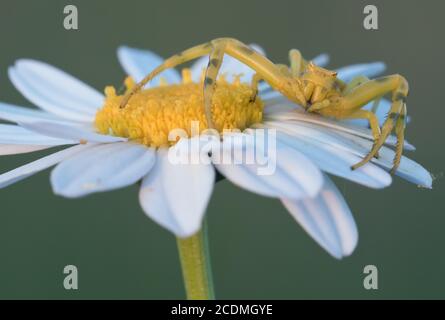 Araignée de crabe d'or (Misumena vatia) assise sur une Marguerite, Istrie, Croatie Banque D'Images