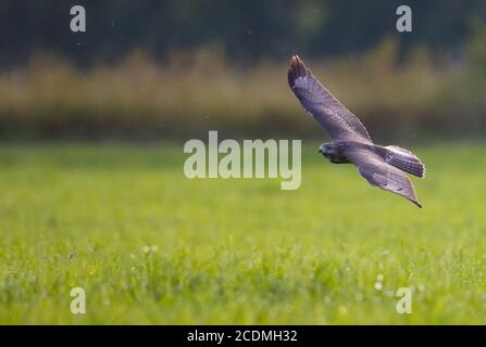 Buzzard (Buteo bueto) survolant un pré, Bavière, Allemagne Banque D'Images