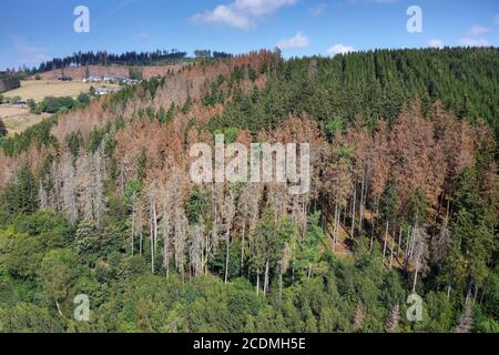 Dépérissement de la forêt, dommages forestiers, forêt malade due au changement climatique avec une longue sécheresse et infestation par les imprimeurs de coléoptères de Bark (Scolytinae), Bad Banque D'Images