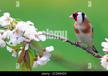 Or européen (Carduelis carduelis) sur branche de cerisier à fleurs, Solms, Hesse, Allemagne Banque D'Images