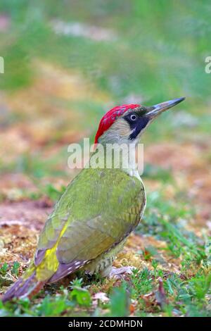 Pic de bois vert européen (Picus viridis) fourrager sur le sol, Solms, Hesse, Allemagne Banque D'Images