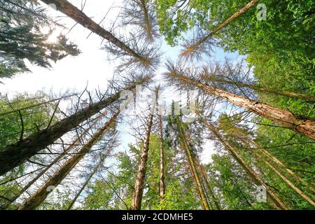 Dépérissement de la forêt dû aux coléoptères de l'écorce et à la sécheresse, spruces morts, Solms, Hesse, Allemagne Banque D'Images