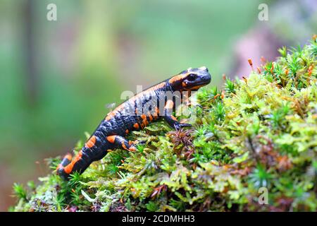 Salamandre à feu d'orange (Salamandra salamandra), variation de couleur rare, Solms, Hesse, Allemagne Banque D'Images