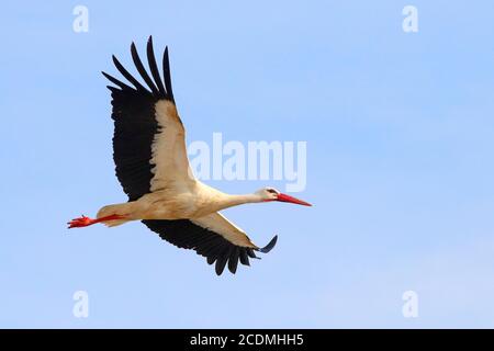 Ciconie blanche (Ciconia ciconia) volant, Hesse, Allemagne Banque D'Images