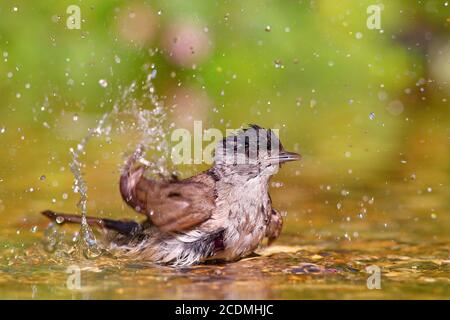 Blackcap (Sylvia atricapilla), homme baigne dans des eaux peu profondes, Allemagne Banque D'Images