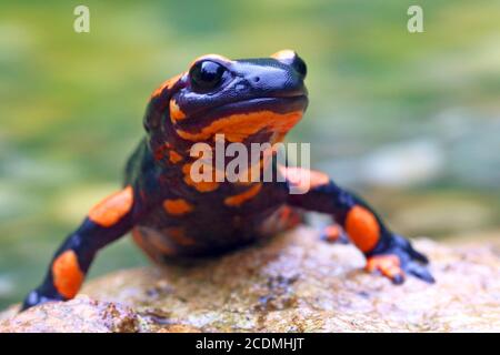 Salamandre à feu d'orange (Salamandra salamandra), variation de couleur rare, Solms, Hesse, Allemagne Banque D'Images