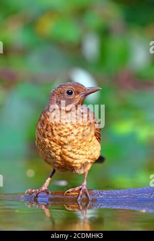 Blackbird (Turdus merula ), jeune oiseau assis sur une racine, Allemagne Banque D'Images