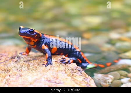 Salamandre à feu d'orange (Salamandra salamandra), variation de couleur rare, Solms, Hesse, Allemagne Banque D'Images