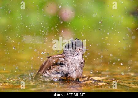 Blackcap (Sylvia atricapilla), homme baigne dans des eaux peu profondes, Allemagne Banque D'Images