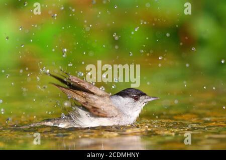 Blackcap (Sylvia atricapilla), homme baigne dans des eaux peu profondes, Allemagne Banque D'Images