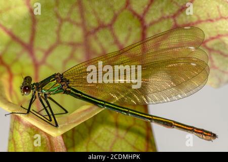 Bande demoiselle (Calopteryx splendens), sur l'usine de quiver, Allemagne Banque D'Images