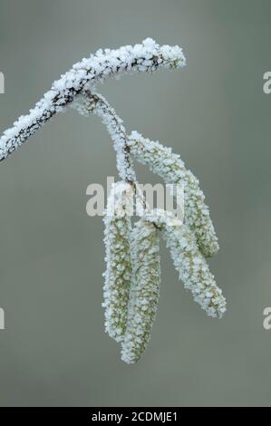 Noisette (Corylus avellana) dans le houarfrost, le chatin de noisette, le pollen, Goldenstedt, Basse-Saxe, Allemagne Banque D'Images