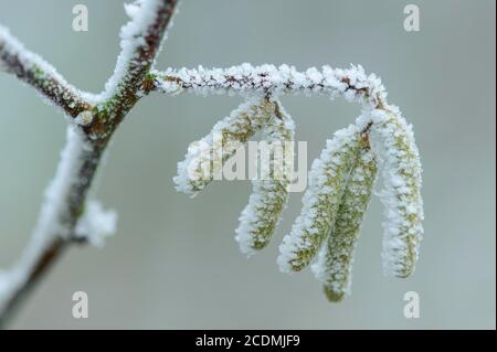 Noisette (Corylus avellana) dans le houarfrost, le chatin de noisette, le pollen, Goldenstedt, Basse-Saxe, Allemagne Banque D'Images