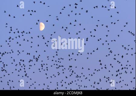 Troupeau d'oiseaux, éboulings (Sturnus vulgaris) dans le ciel du soir devant la lune à cire, Vechta, Basse-Saxe, Allemagne Banque D'Images