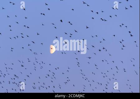 Troupeau d'oiseaux, éboulings (Sturnus vulgaris) dans le ciel du soir devant la lune à cire, Vechta, Basse-Saxe, Allemagne Banque D'Images