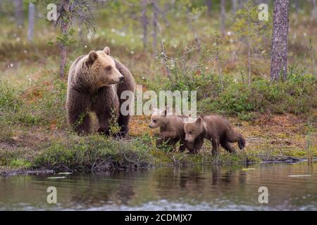 Barbes brunes (Ursus arctos) avec des juvéniles sur la rive d'un lac au bord d'une forêt boréale de conifères, Suomussalmi, Carélie, Finlande Banque D'Images