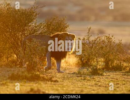 Lion fourré au lever du soleil, Masai Mara Game Reserve, Kenya Banque D'Images