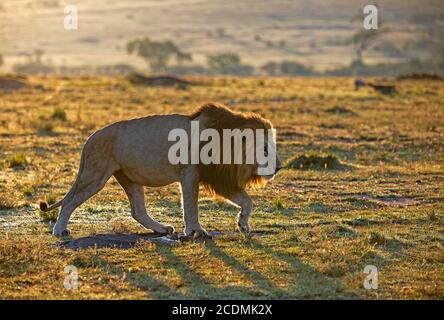 Lion (Panthera leo) après le lever du soleil dans la savane d'herbe, Masai Mara Game Reserve, Kenya Banque D'Images