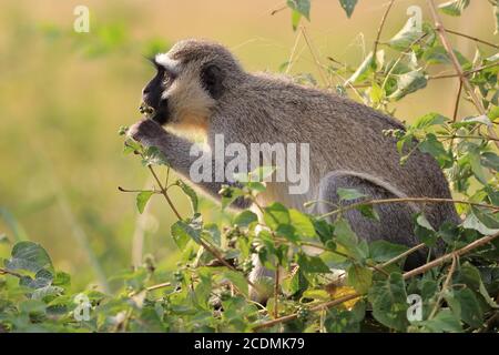 Singe vervet (Chlorocebus pygerythrus), manger, assis dans le Bush, Parc national de la Reine Elizabeth, Ouganda, Afrique de l'est Banque D'Images