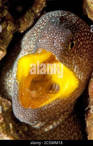 Moray étoilé (Gymnothorax nudivomer) et Urocaridella antonbruunii (Urocaridella antonbruunii), Mer Rouge Banque D'Images