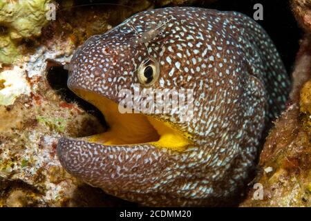 Moray étoilé (Gymnothorax nudivomer) et Urocaridella antonbruunii (Urocaridella antonbruunii), Mer Rouge Banque D'Images