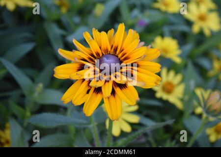 Susan (Calendula officinalis) à un seul, jaune et à yeux noirs sur un fond feuillu flou. Banque D'Images