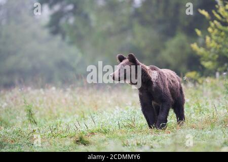 Ours brun européen ou ours brun eurasien (Ursus arctos arctos), jeune ours brun debout dans un pré, Bieszczady, Pologne Banque D'Images