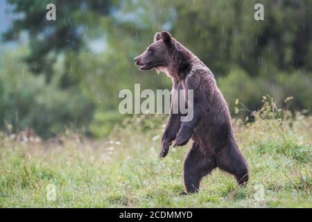 Ours brun européen ou ours brun eurasien (Ursus arctos arctos), jeunes ours bruns se dresse sur les pattes arrière, Bieszczady, Pologne Banque D'Images